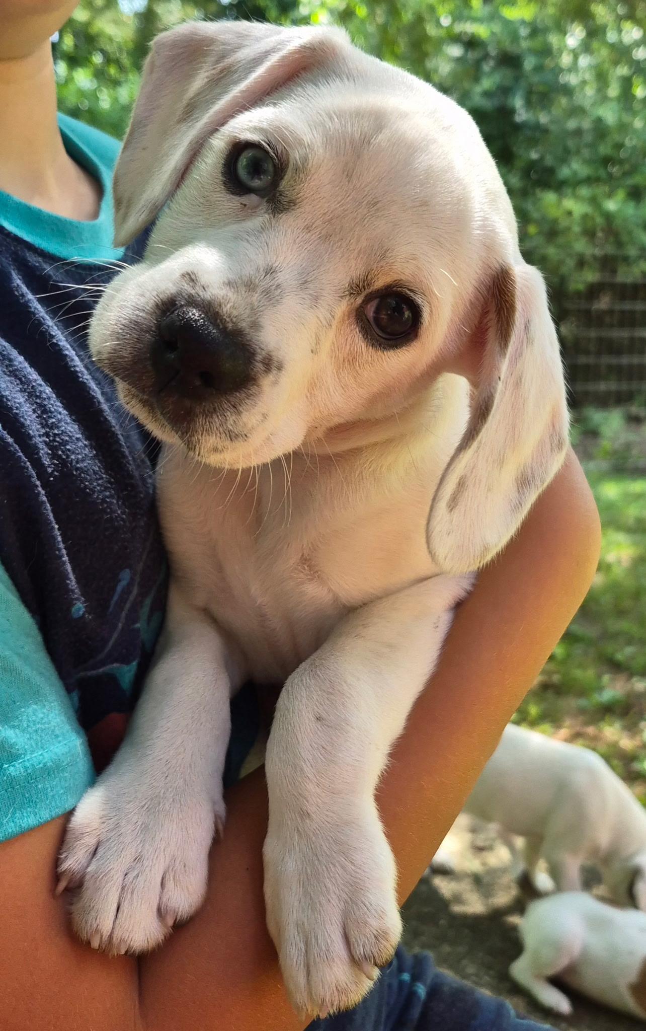 Nevada, a ADOPTABLE mixed breed in Crystal Lake, IL image 4/6