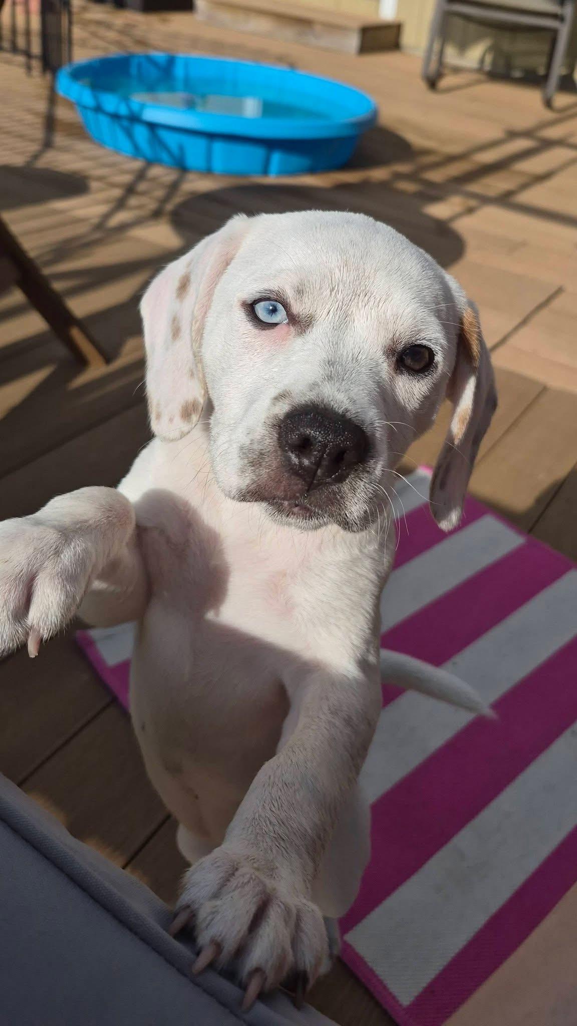 Nevada, a ADOPTABLE mixed breed in Crystal Lake, IL image 1/6