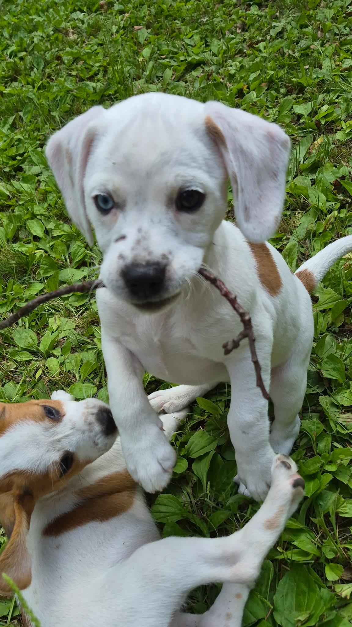 Nevada, a ADOPTABLE mixed breed in Crystal Lake, IL image 5/6
