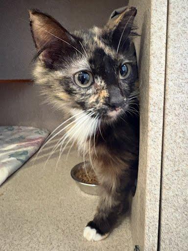 Spooky, Adoptable, Adult Female Domestic Long Hair & Domestic Short Hair.