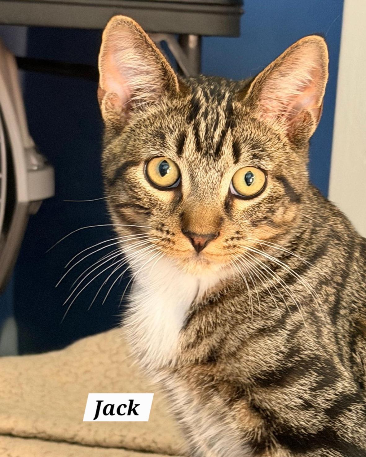 Enlarge Jack, a Adoptable Domestic Short Hair in Allentown, PA image 2/5