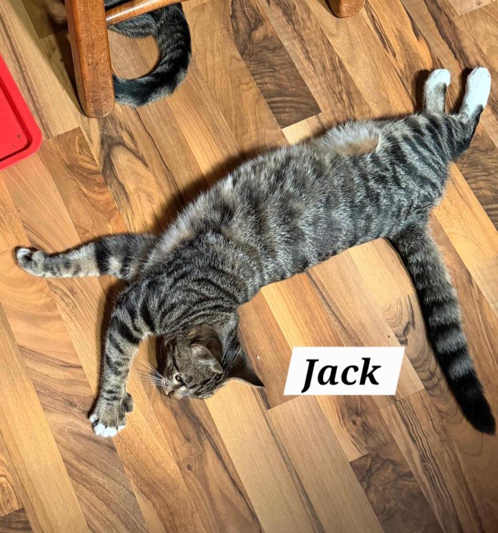 Enlarge Jack, a Adoptable Domestic Short Hair in Allentown, PA image 3/5