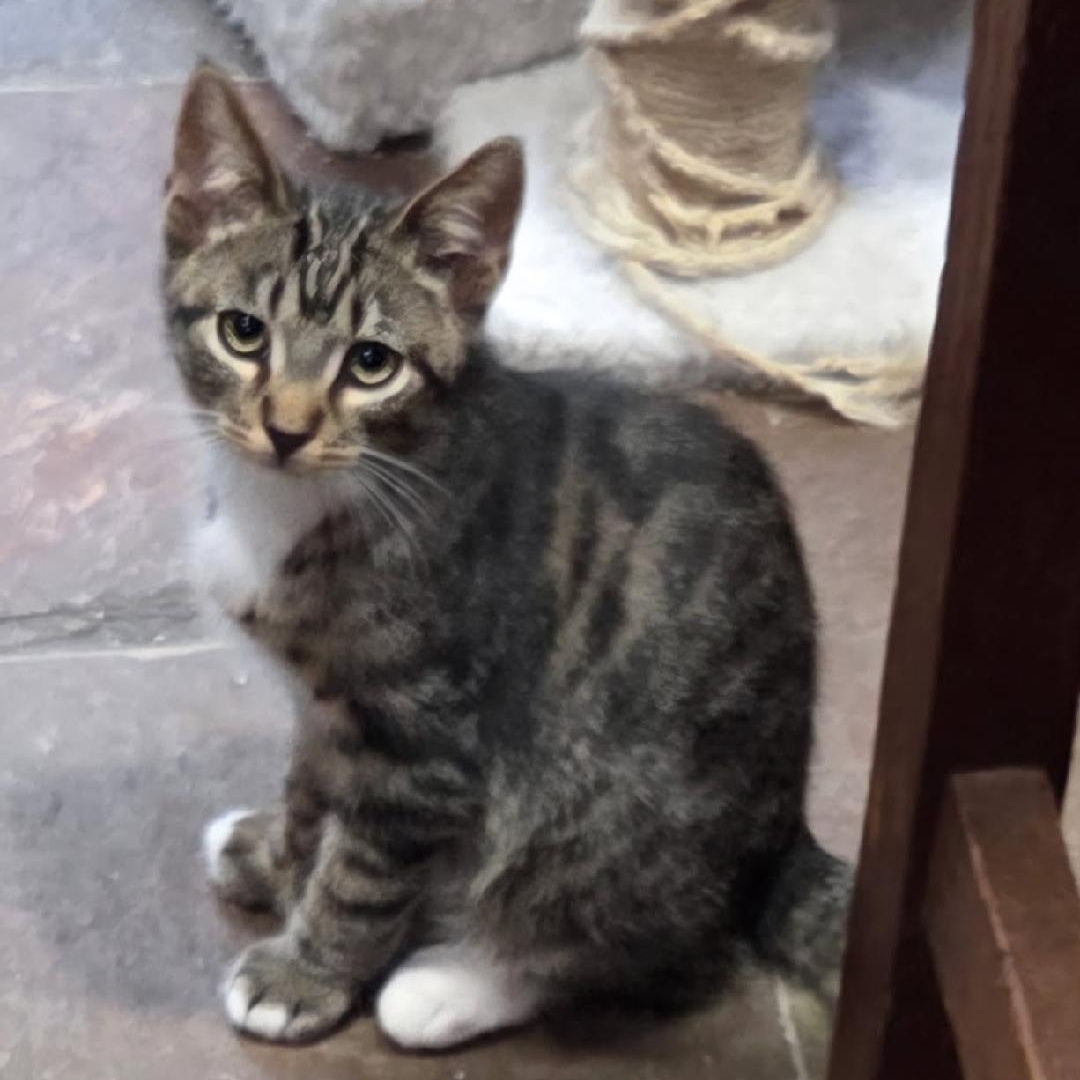 Enlarge Jack, a Adoptable Domestic Short Hair in Allentown, PA image 4/5