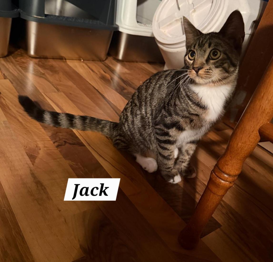 Enlarge Jack, a Adoptable Domestic Short Hair in Allentown, PA image 5/5