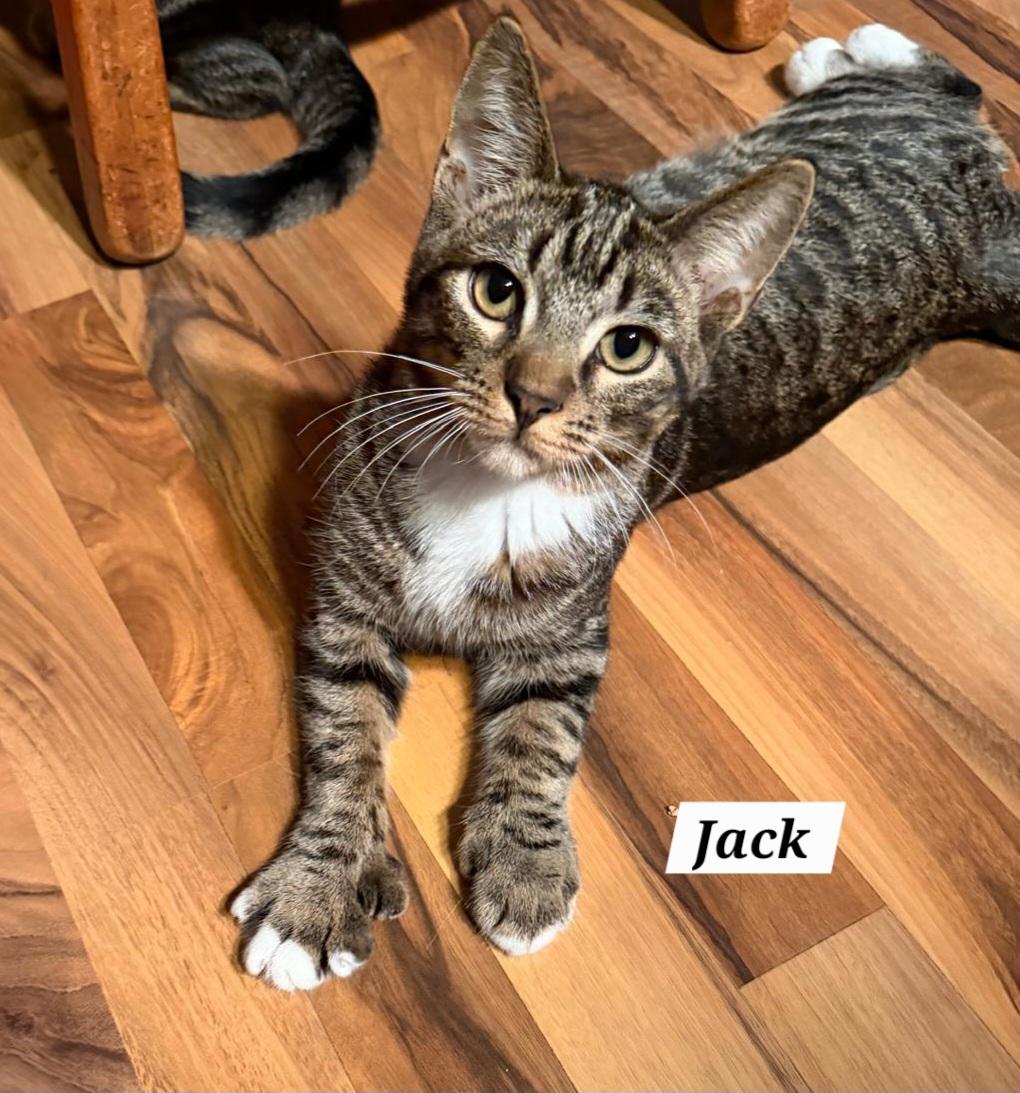 Jack, Adoptable, Kitten Male Domestic Short Hair.