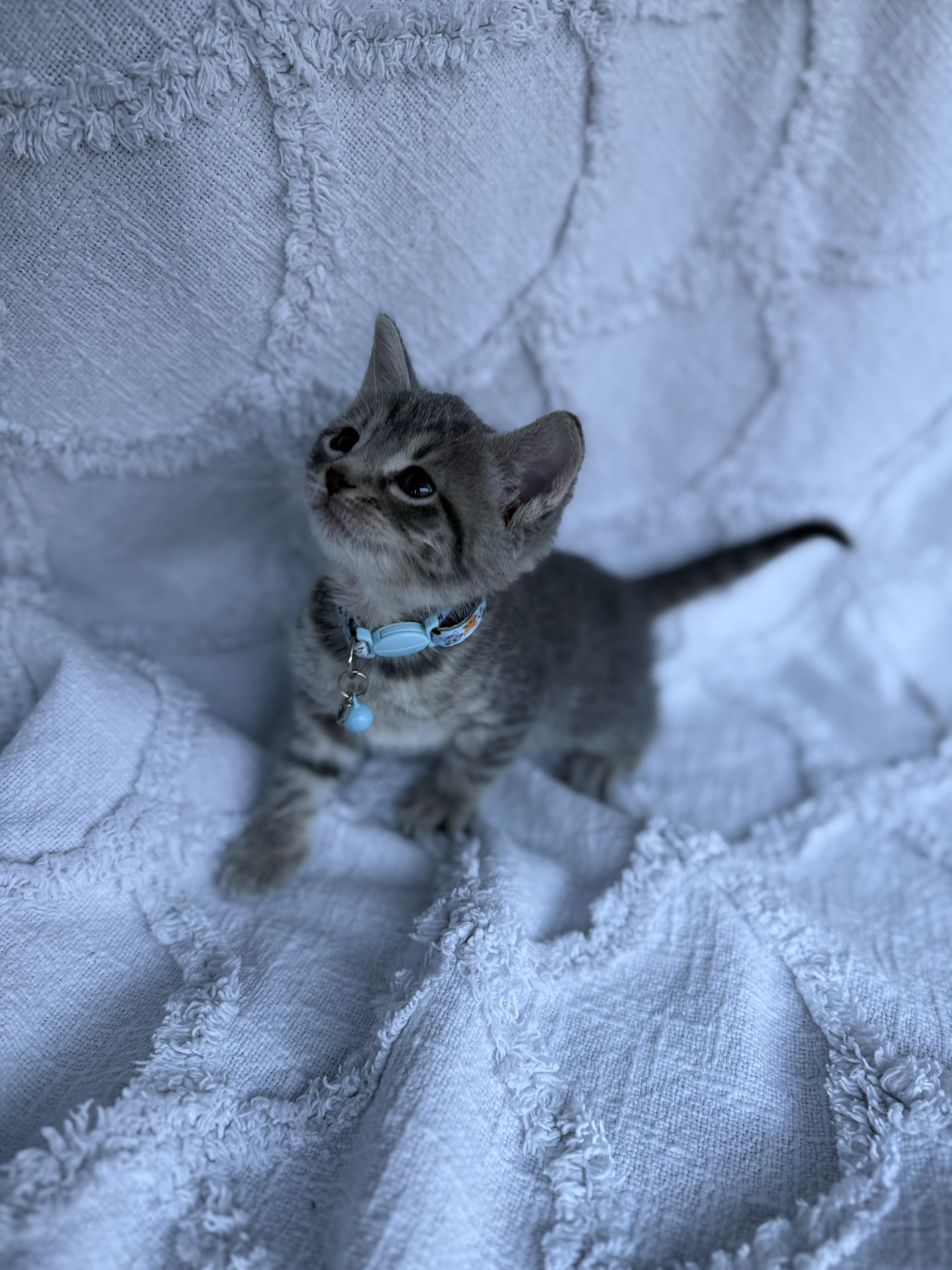 Bluey, an adopted Domestic Short Hair in Baltimore, MD image 1/5