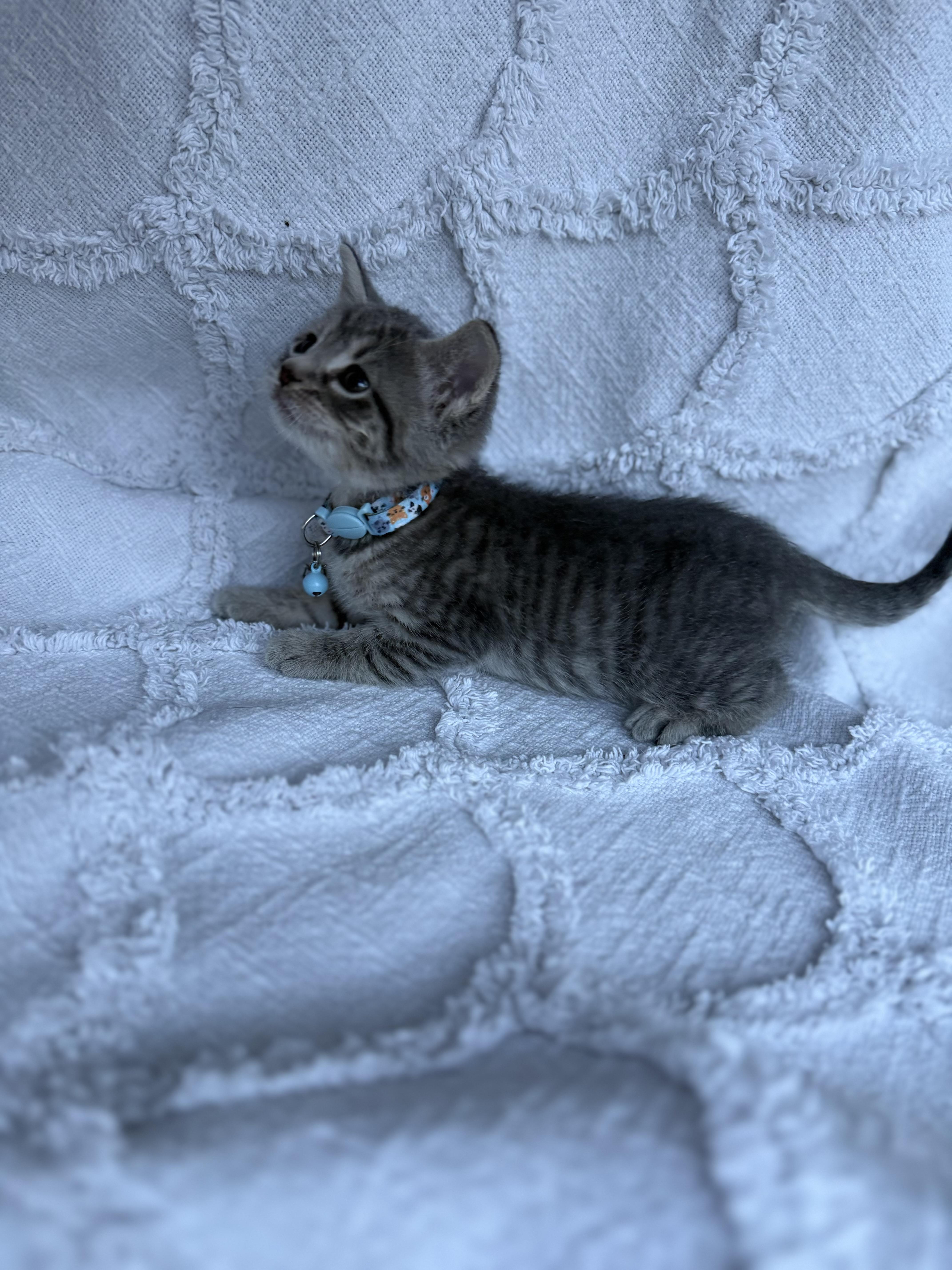 Bluey, an adopted Domestic Short Hair in Baltimore, MD image 2/5
