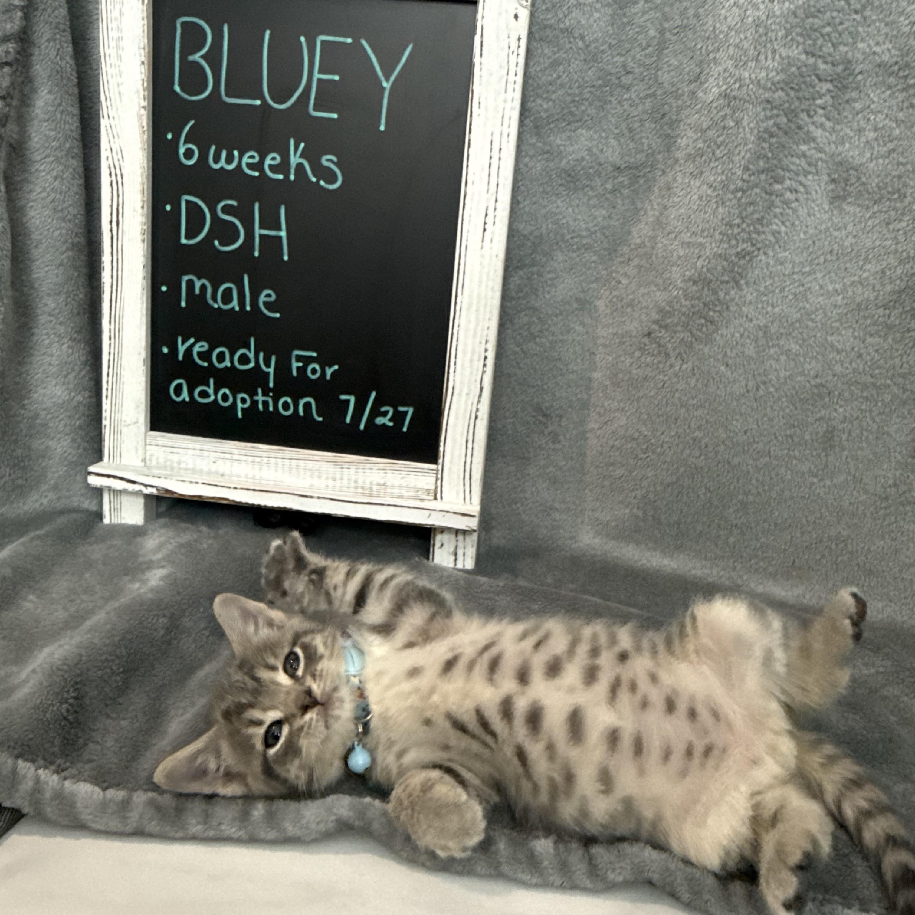 Bluey, an adopted Domestic Short Hair in Baltimore, MD image 4/5