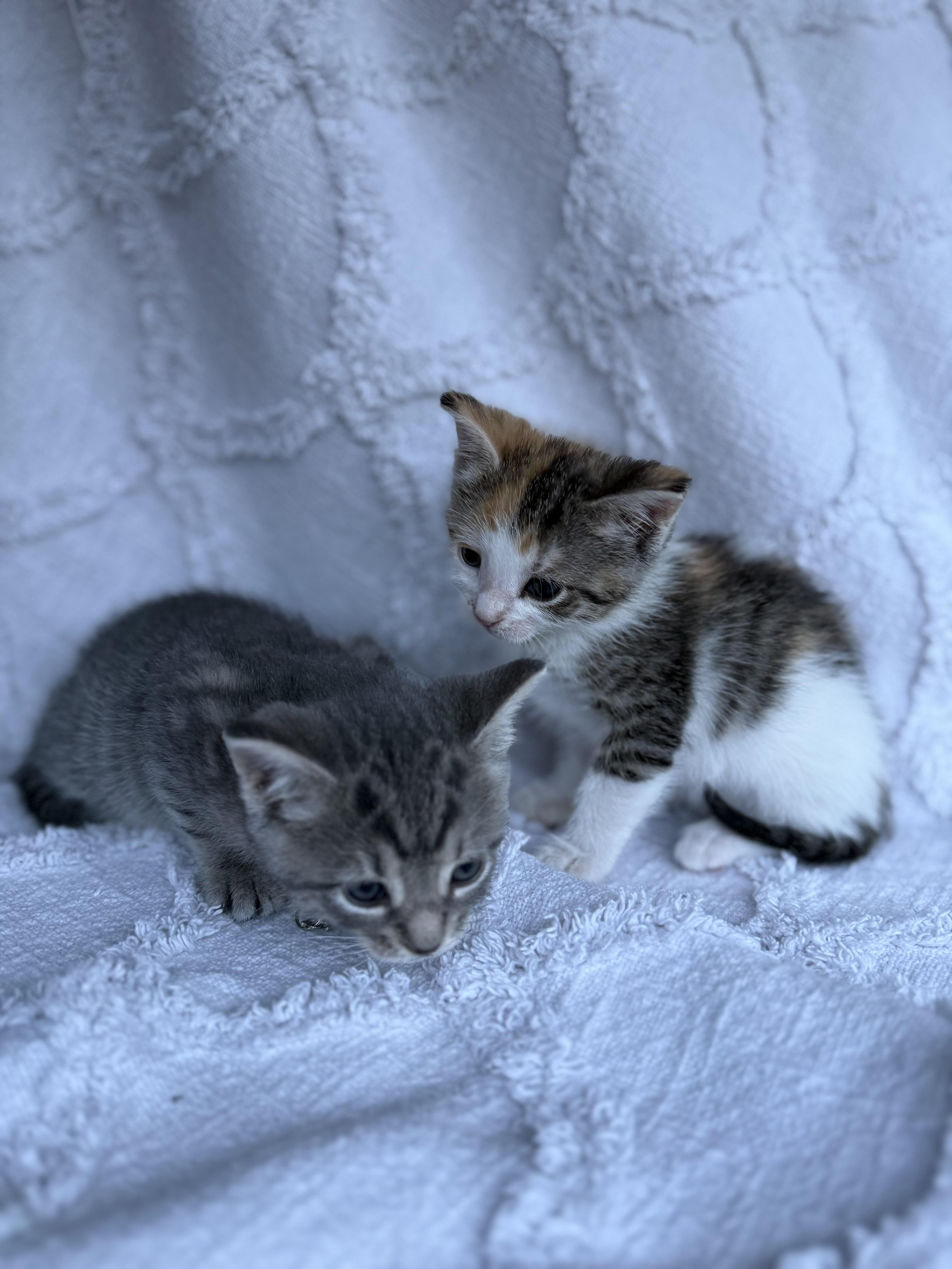Bluey, an adopted Domestic Short Hair in Baltimore, MD image 3/5