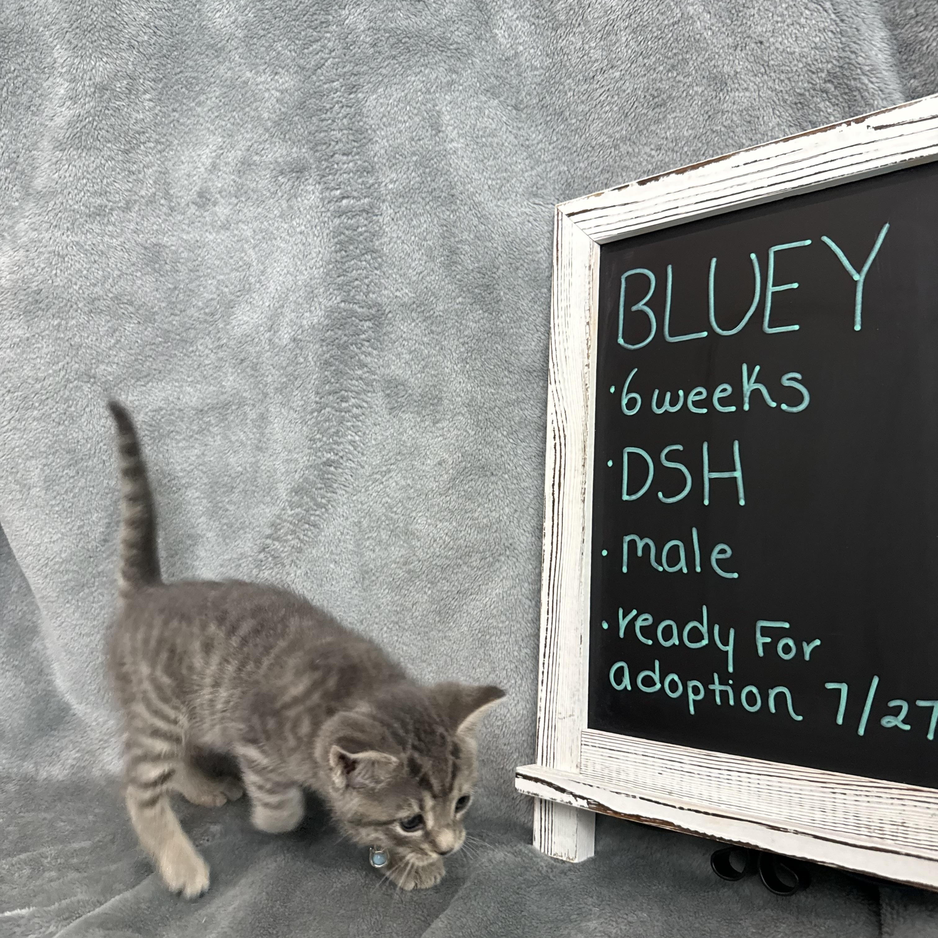 Bluey, an adopted Domestic Short Hair in Baltimore, MD image 5/5