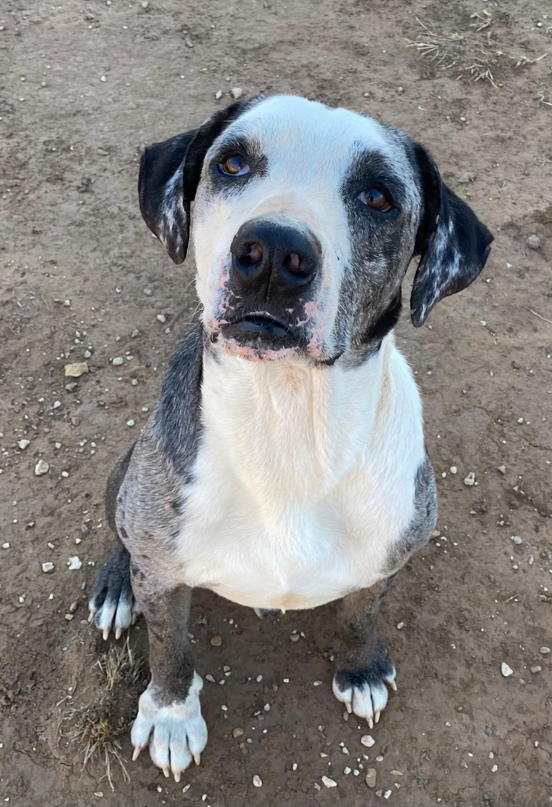 Victor, adopted, Adult Male Weimaraner & Pit Bull Terrier.