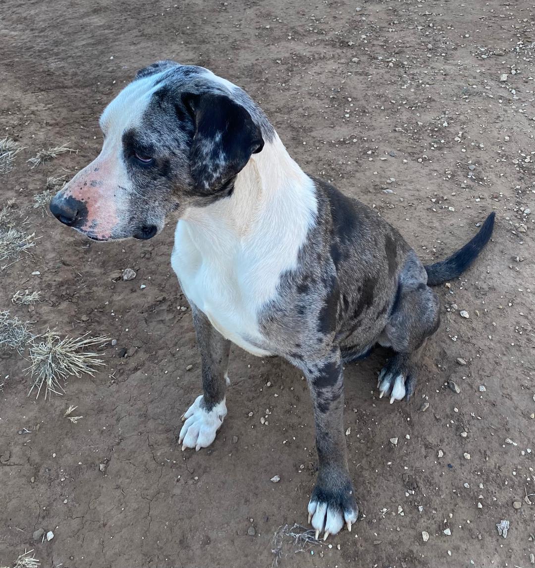 Enlarge Victor, an adopted mixed breed in Post, TX image 2/2