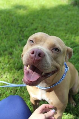 Enlarge Gypsy, a Adoptable mixed breed in Port Allen, LA image 1/3