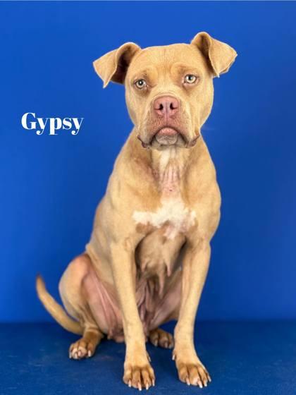 Enlarge Gypsy, a Adoptable mixed breed in Port Allen, LA image 2/3