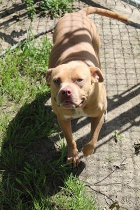 Enlarge Gypsy, a Adoptable mixed breed in Port Allen, LA image 3/3