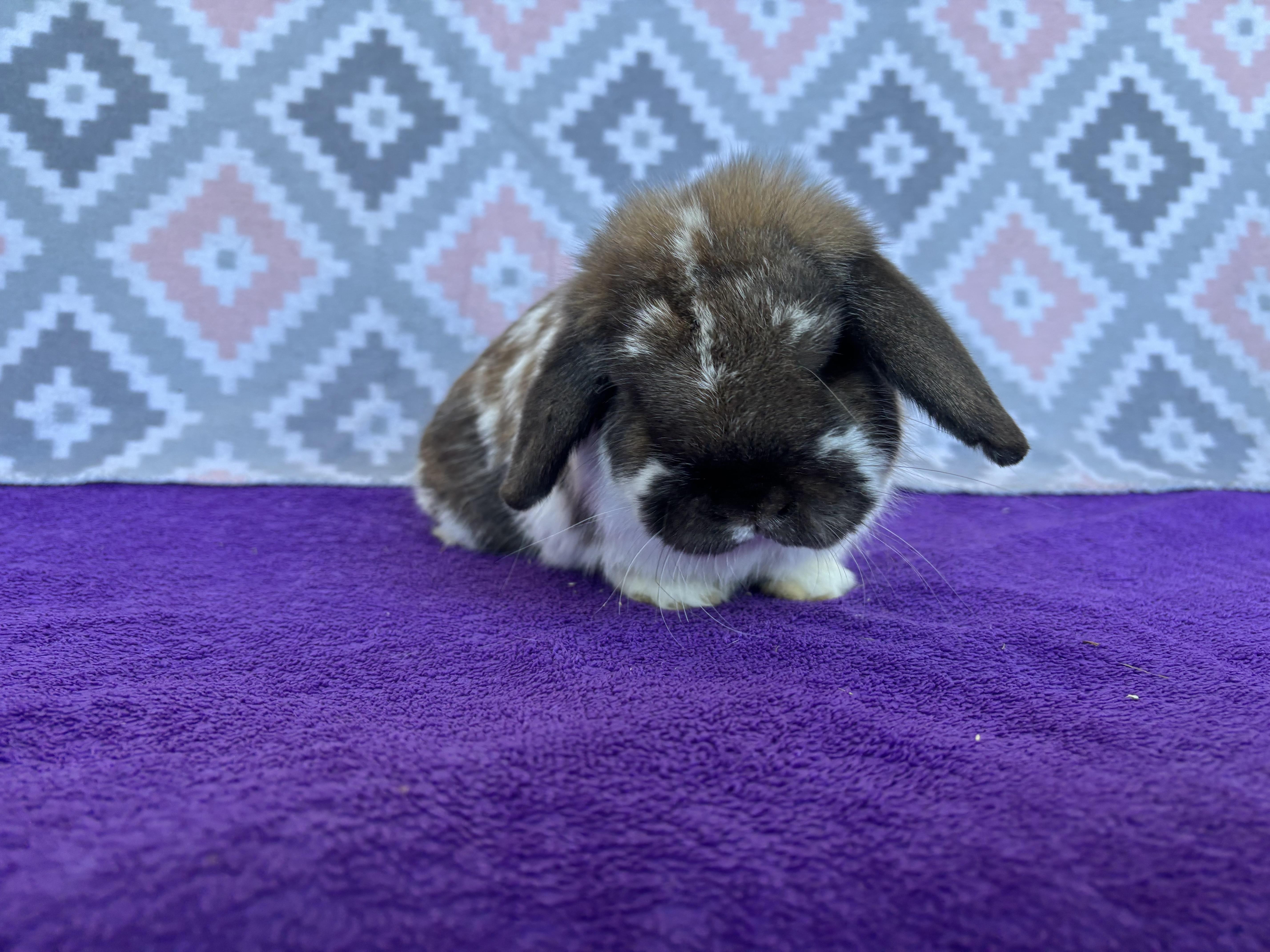 Trev-a-saurus , ADOPTABLE, Adult Male Holland Lop.