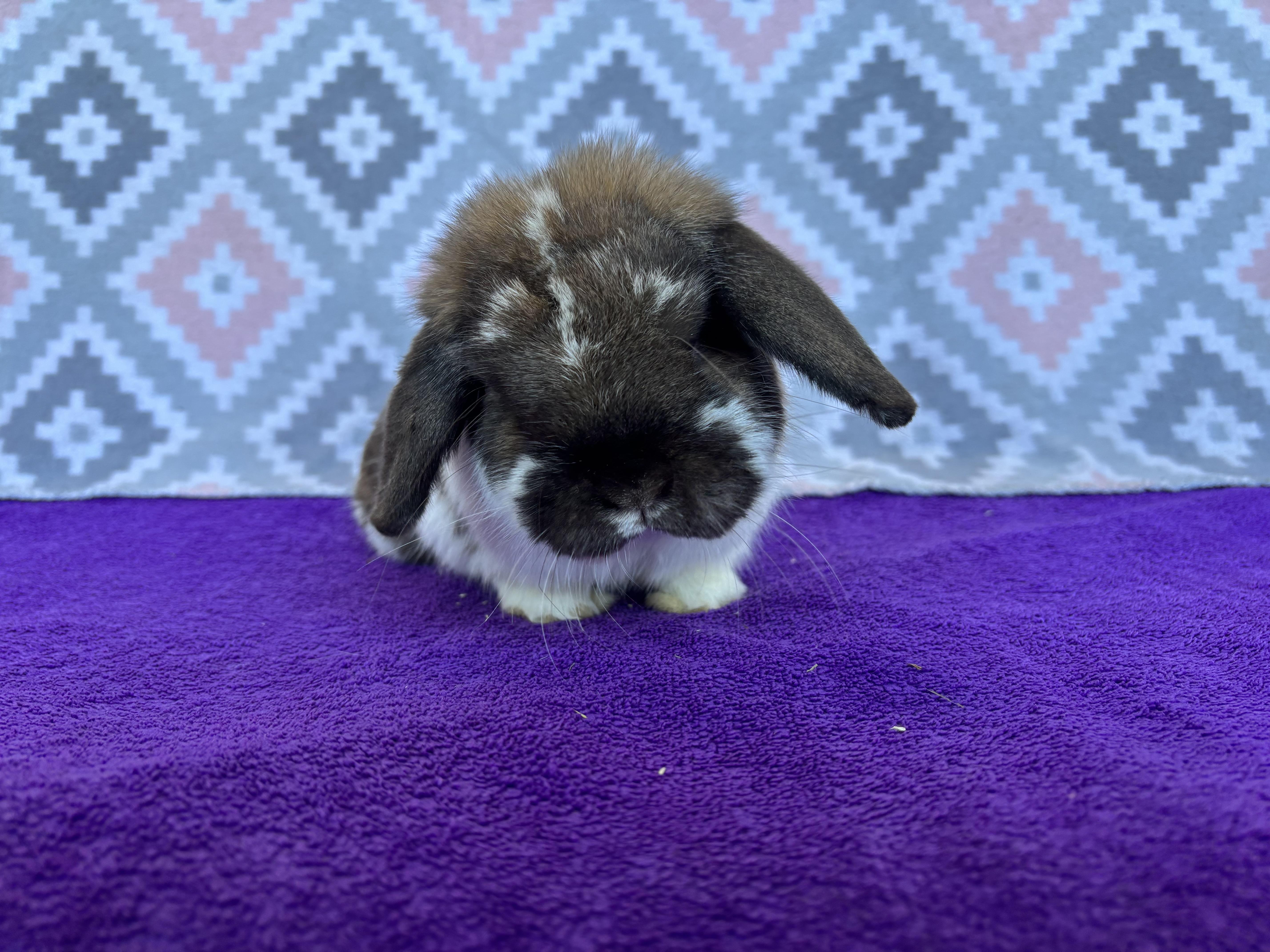 Enlarge Trev-a-saurus , an adopted Holland Lop in Appleton, WI image 2/2