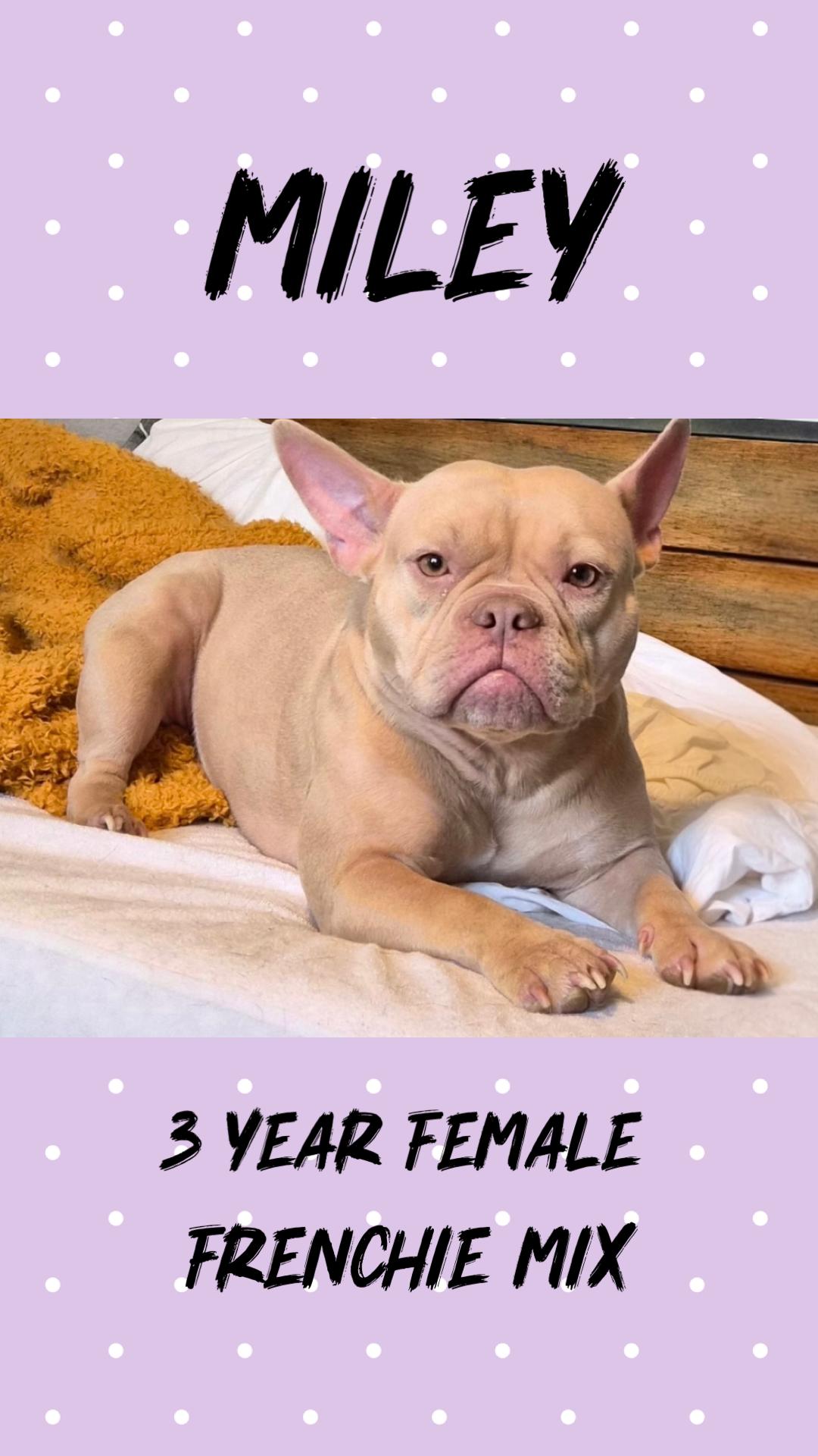 MILEY– 3 YEAR FEMALE FRENCHIE MIX, Adoptable, Adult Female French Bulldog.