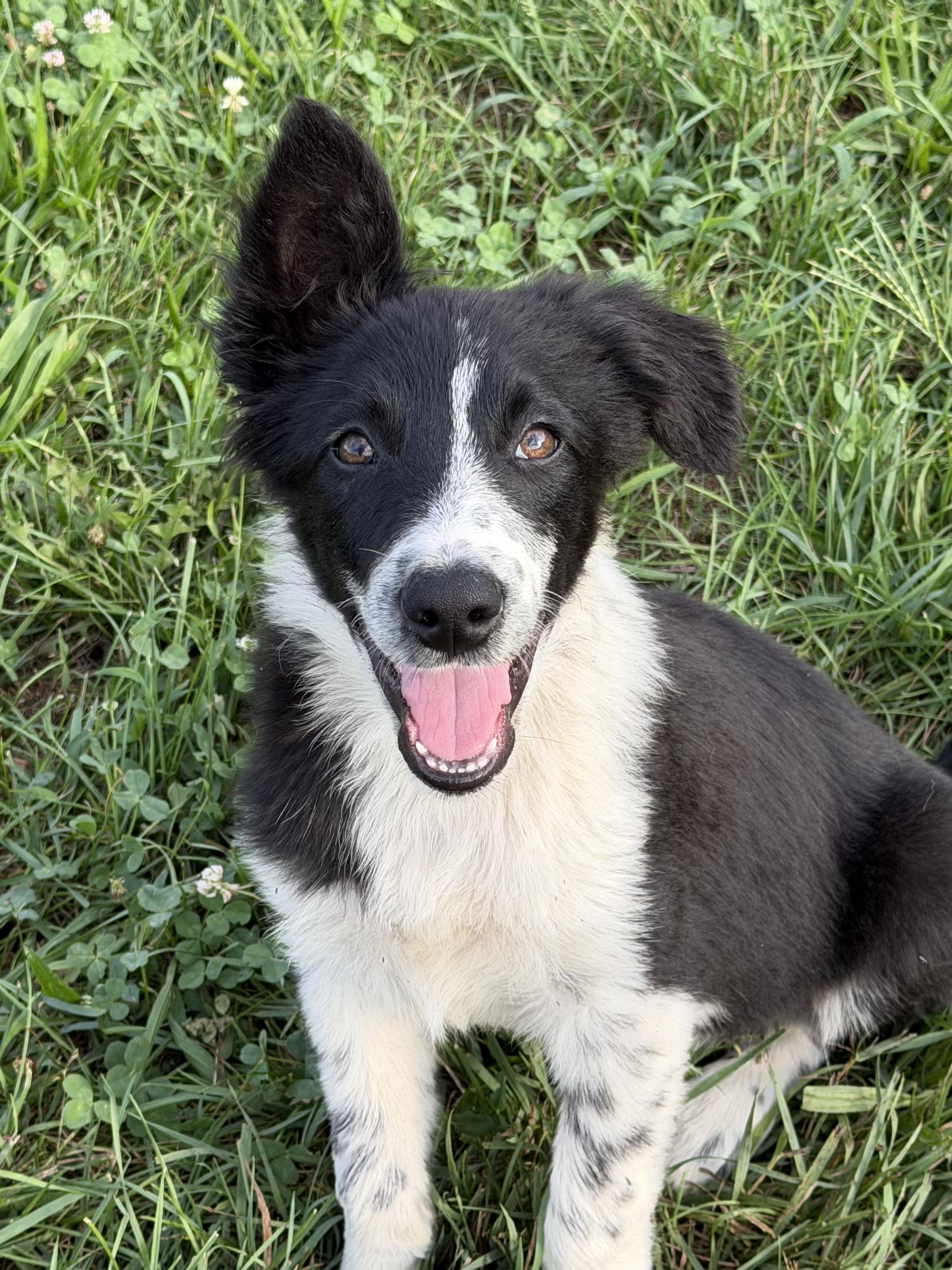 Enlarge Freckles, a Adopted Border Collie in Grottoes, VA image 1/4