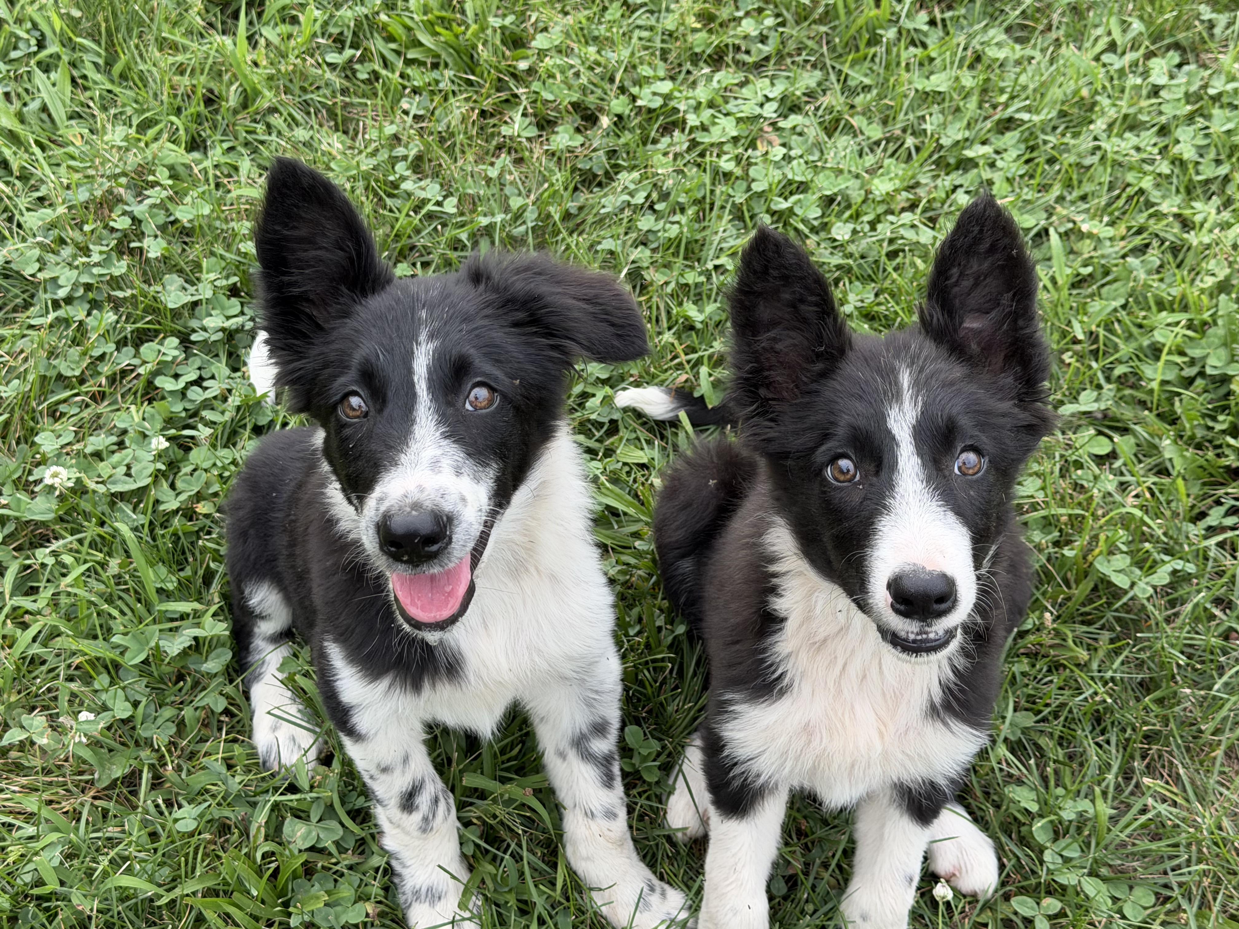 Enlarge Freckles, a Adopted Border Collie in Grottoes, VA image 4/4