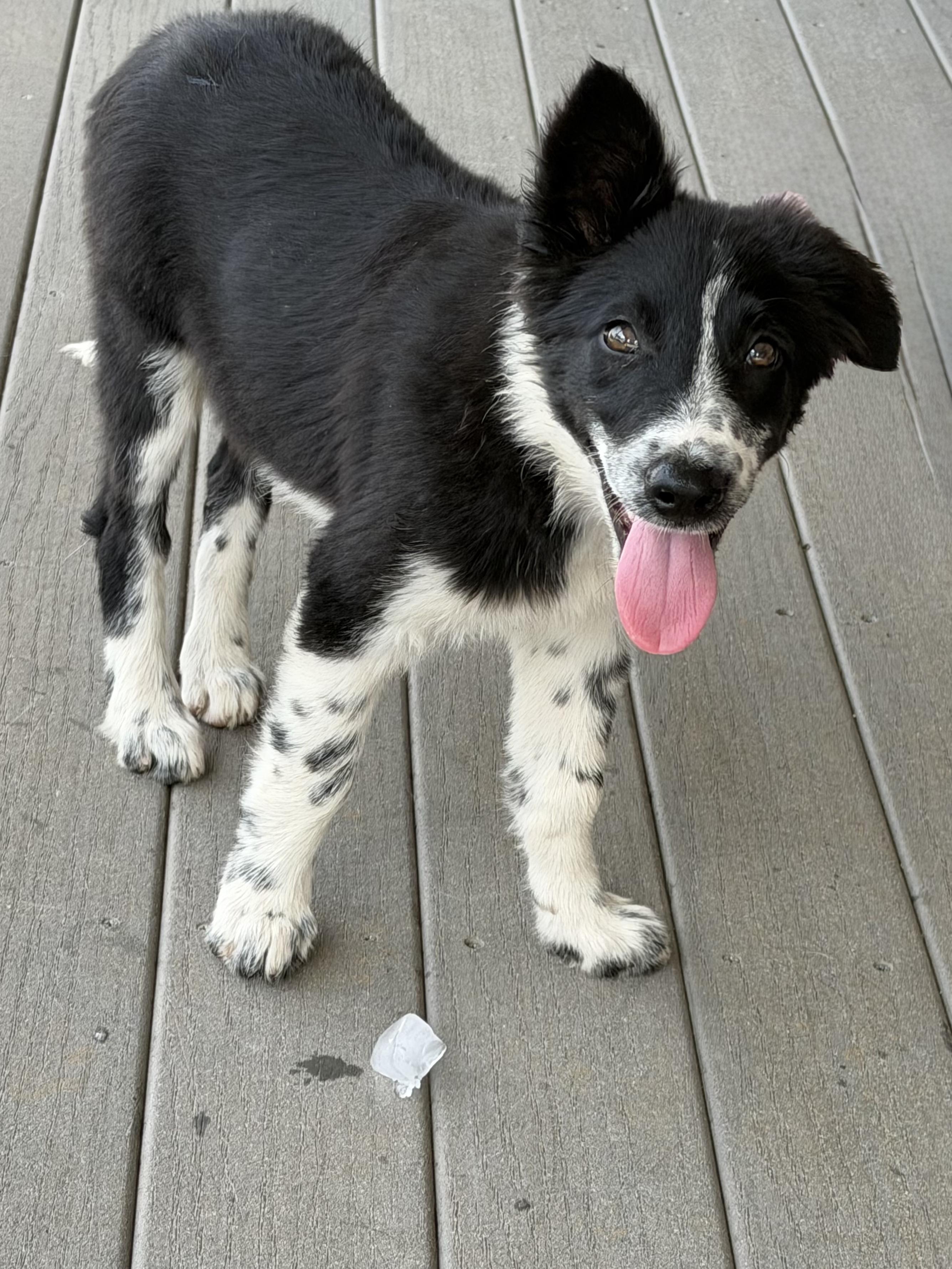 Enlarge Freckles, a Adopted Border Collie in Grottoes, VA image 2/4