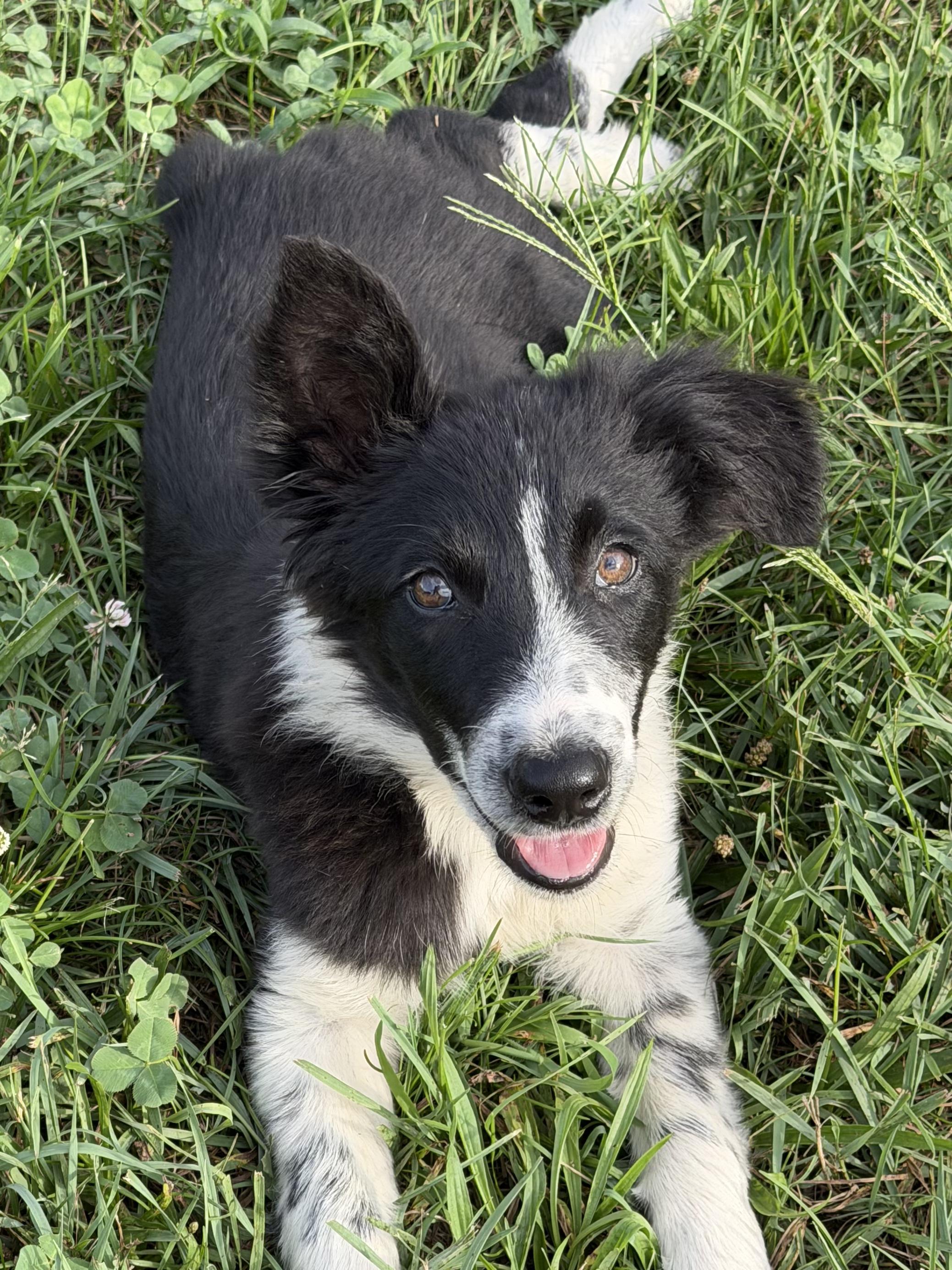 Enlarge Freckles, a Adopted Border Collie in Grottoes, VA image 3/4