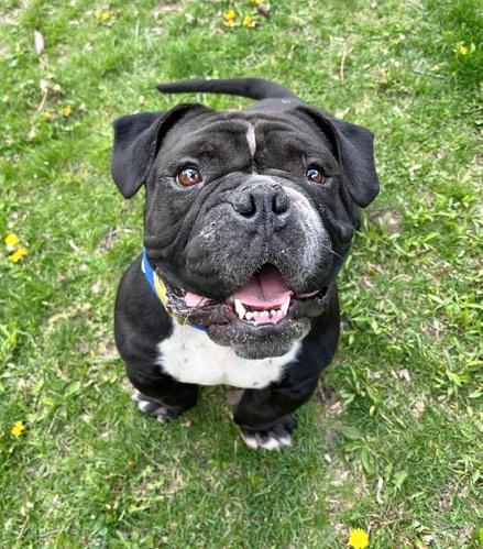 Joey, adopted, Adult Male English Bulldog.