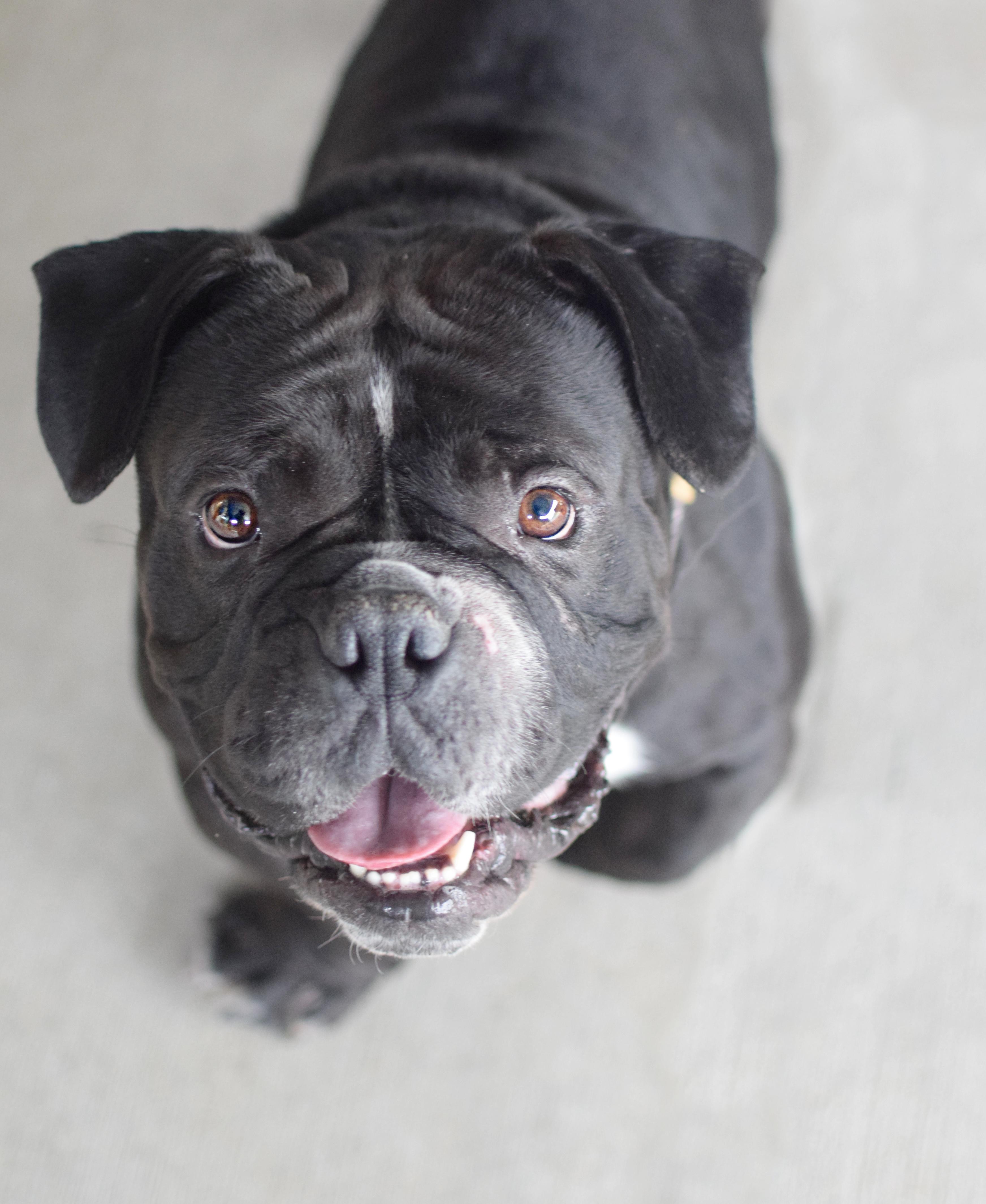 Joey, an adopted English Bulldog in Pontiac, MI image 2/2