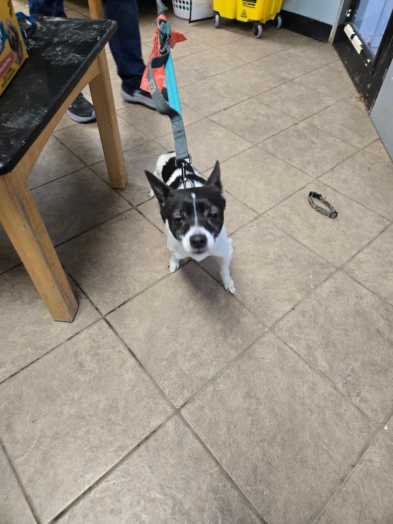 Trixie, Adoptable, Adult Female Jack Russell Terrier.