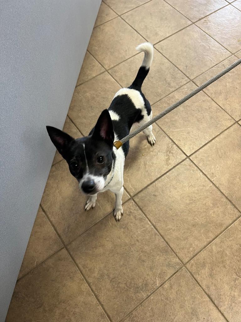 Enlarge Trixie, a Adoptable mixed breed in Marion, OH image 1/4