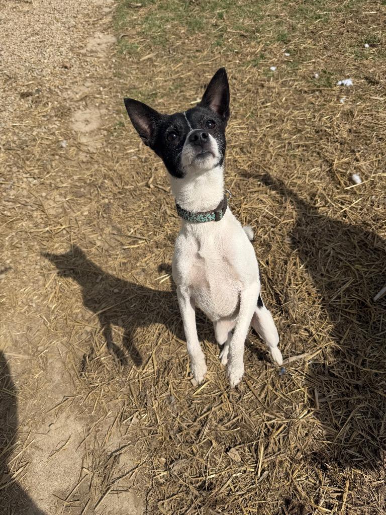 Enlarge Trixie, a Adoptable mixed breed in Marion, OH image 2/4