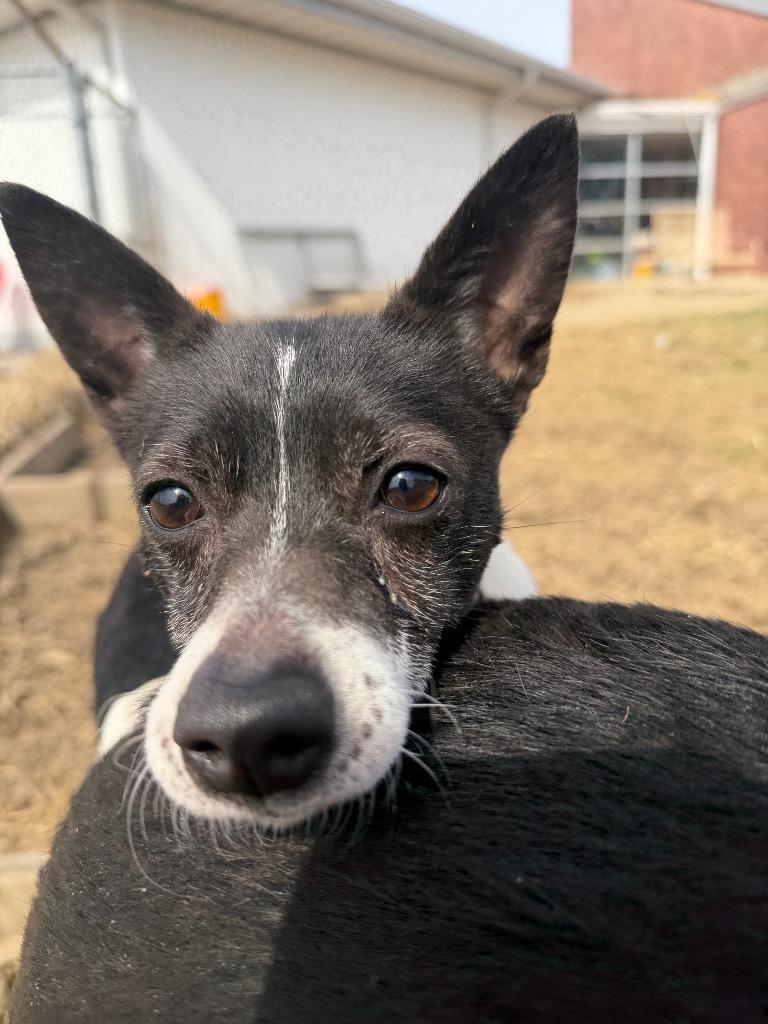 Enlarge Trixie, a Adoptable mixed breed in Marion, OH image 3/4