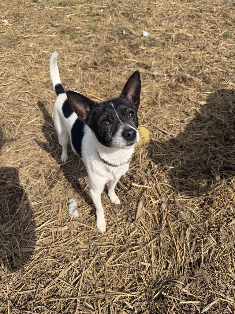 Enlarge Trixie, a Adoptable mixed breed in Marion, OH image 4/4