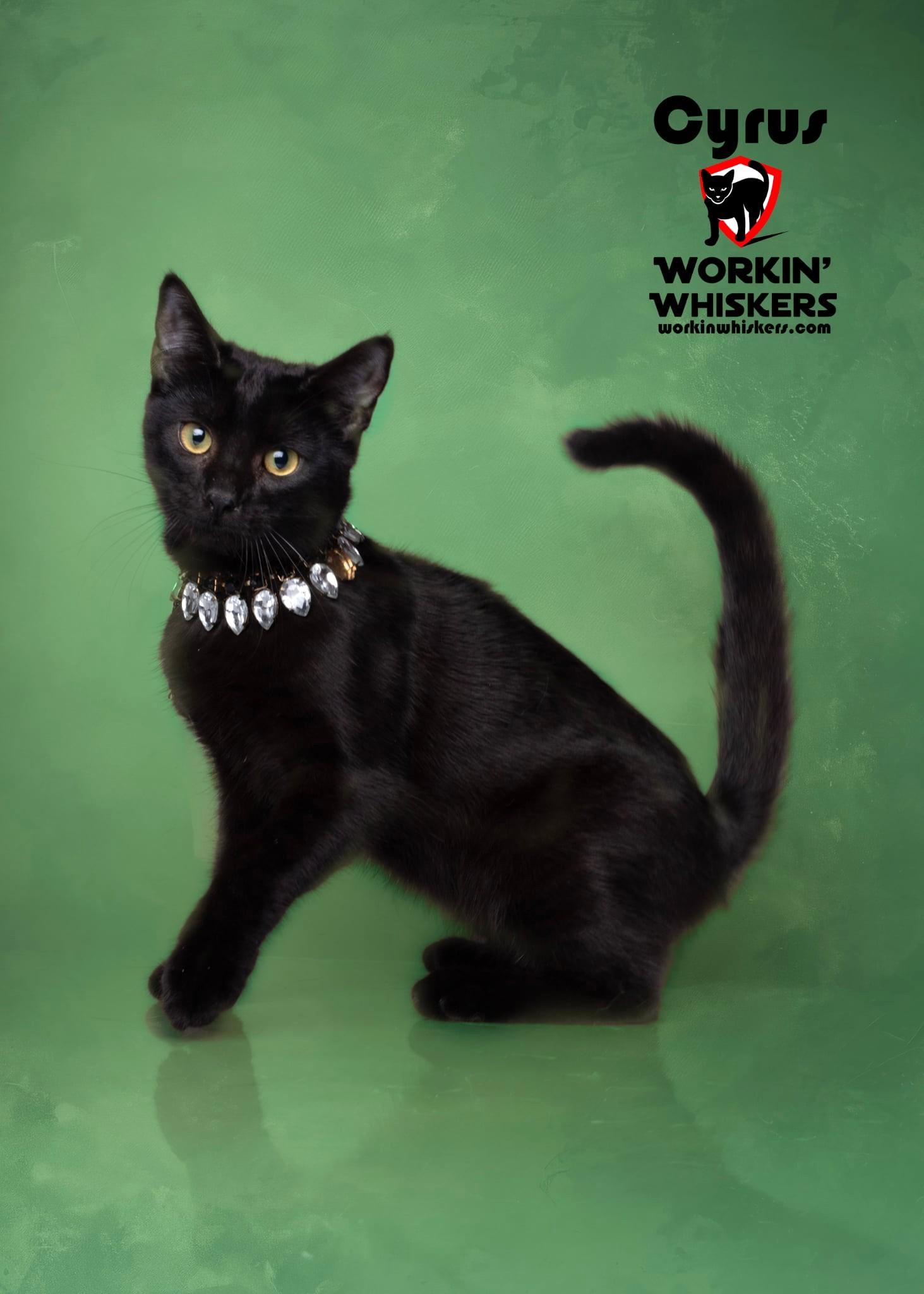 CYRUS, adopted, Kitten Male Bombay & Domestic Short Hair.