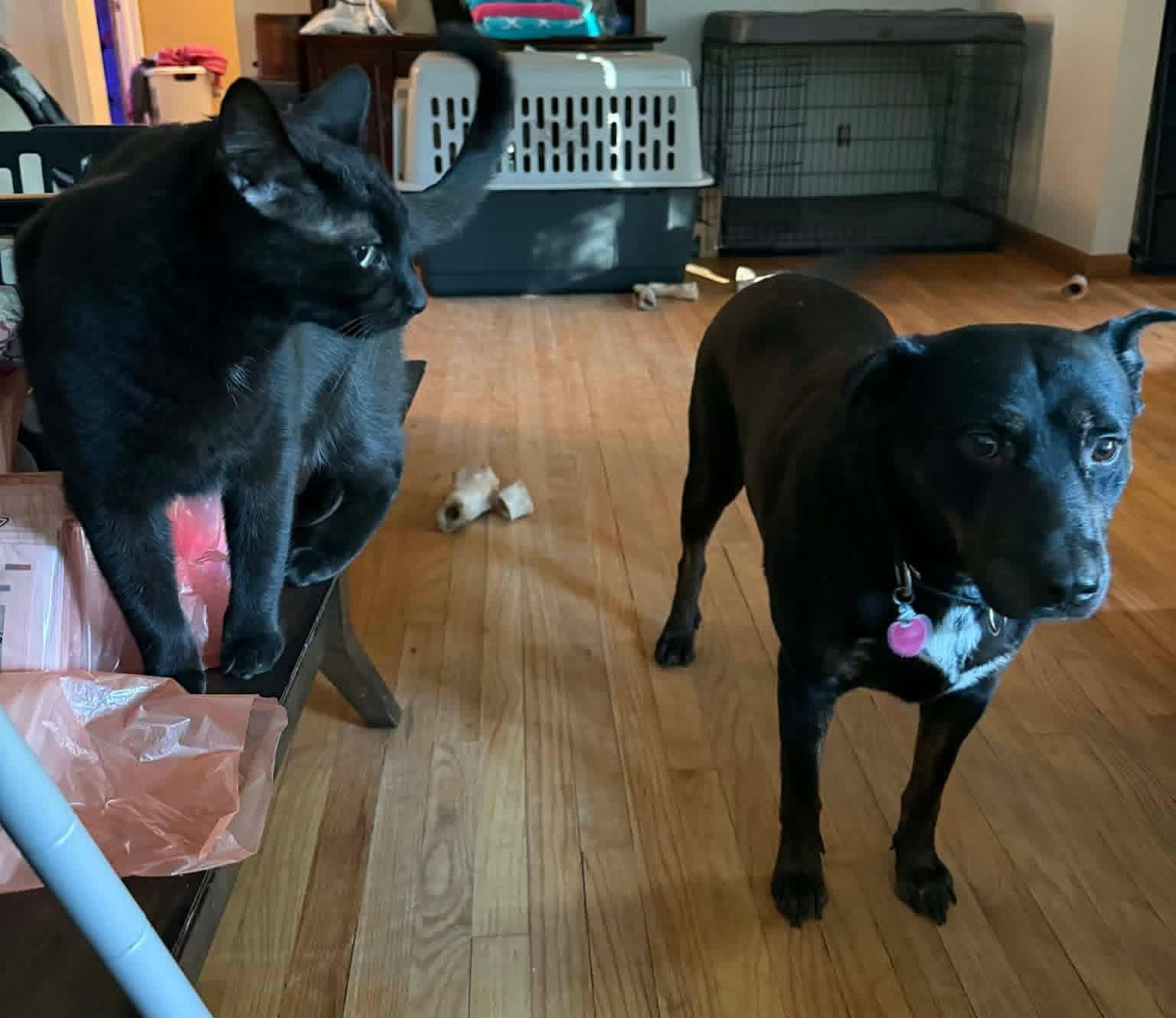 Bo, Adoptable, Adult Male Rottweiler.