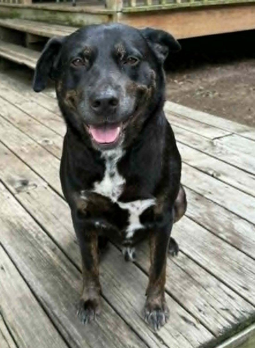 Bo, a Adoptable Rottweiler in Hillsboro, NH image 2/3
