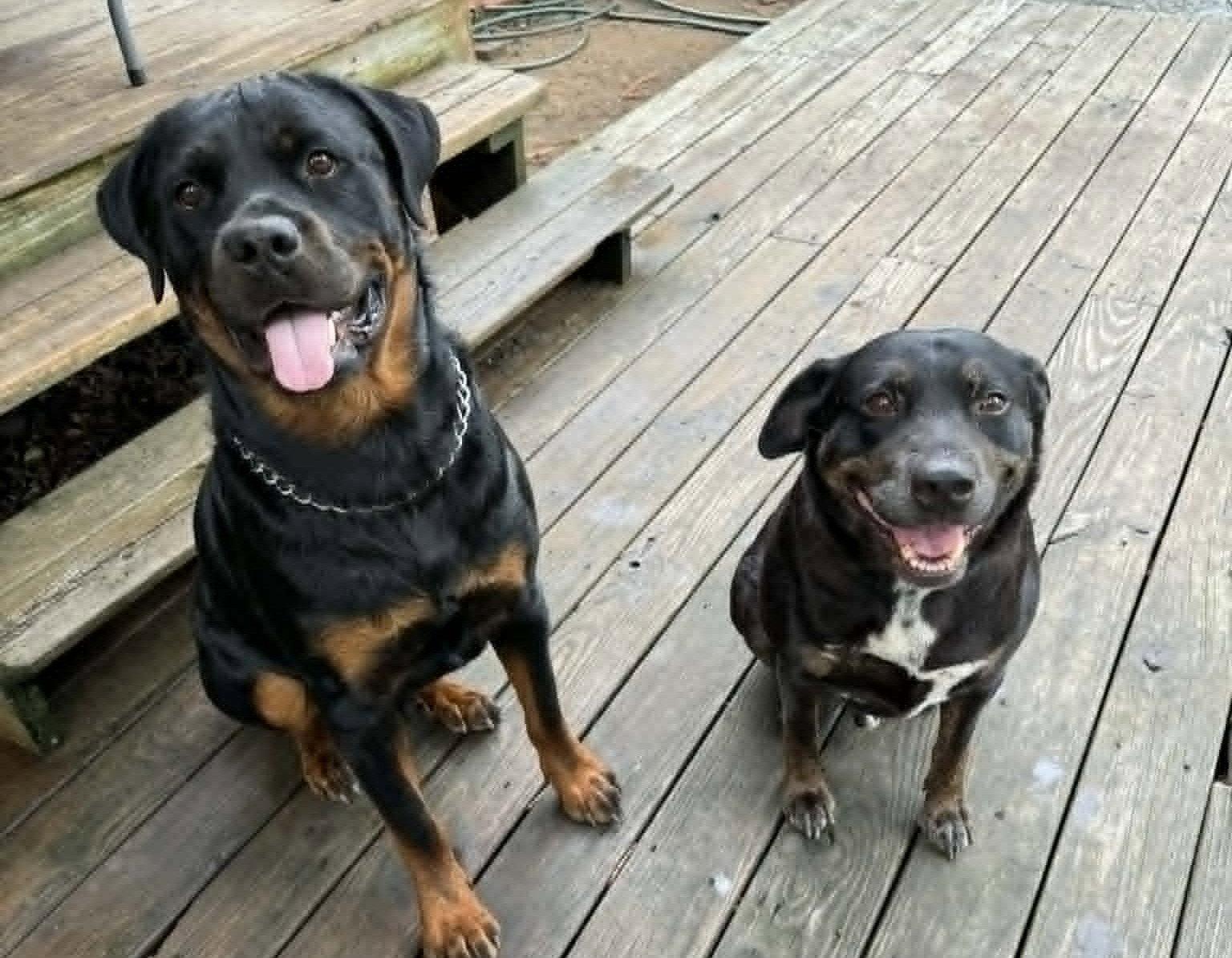 Bo, a Adoptable Rottweiler in Hillsboro, NH image 3/3
