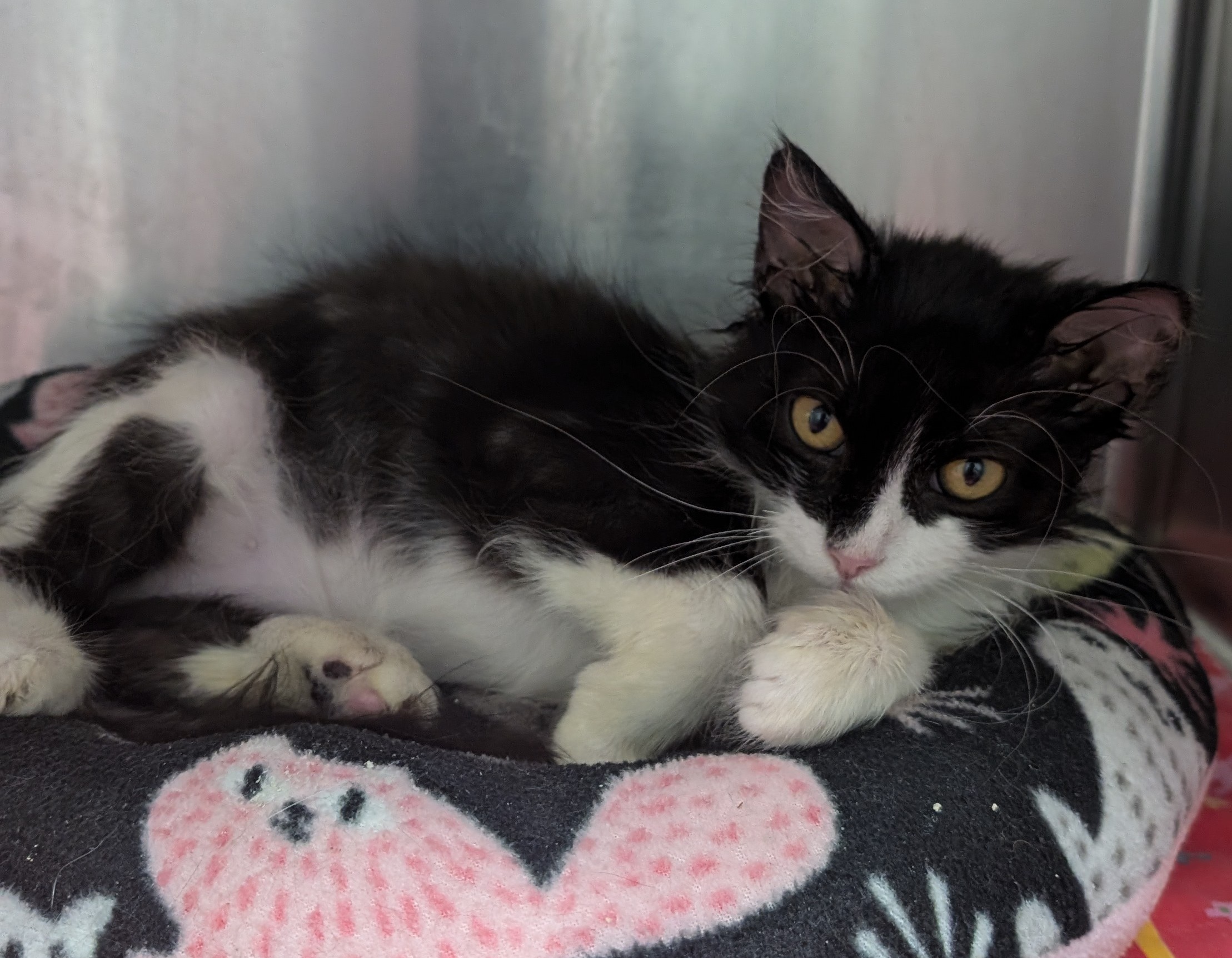 Cat for adoption Bogart, a Domestic Long Hair in New Ulm, MN Petfinder