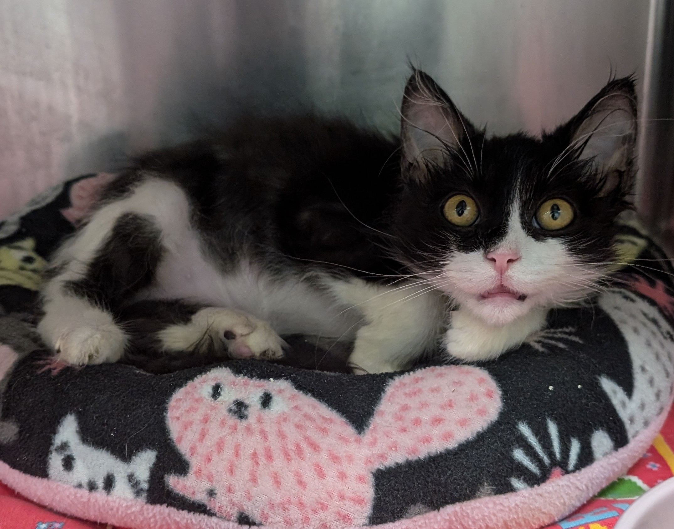 Cat for adoption Bogart, a Domestic Long Hair in New Ulm, MN Petfinder