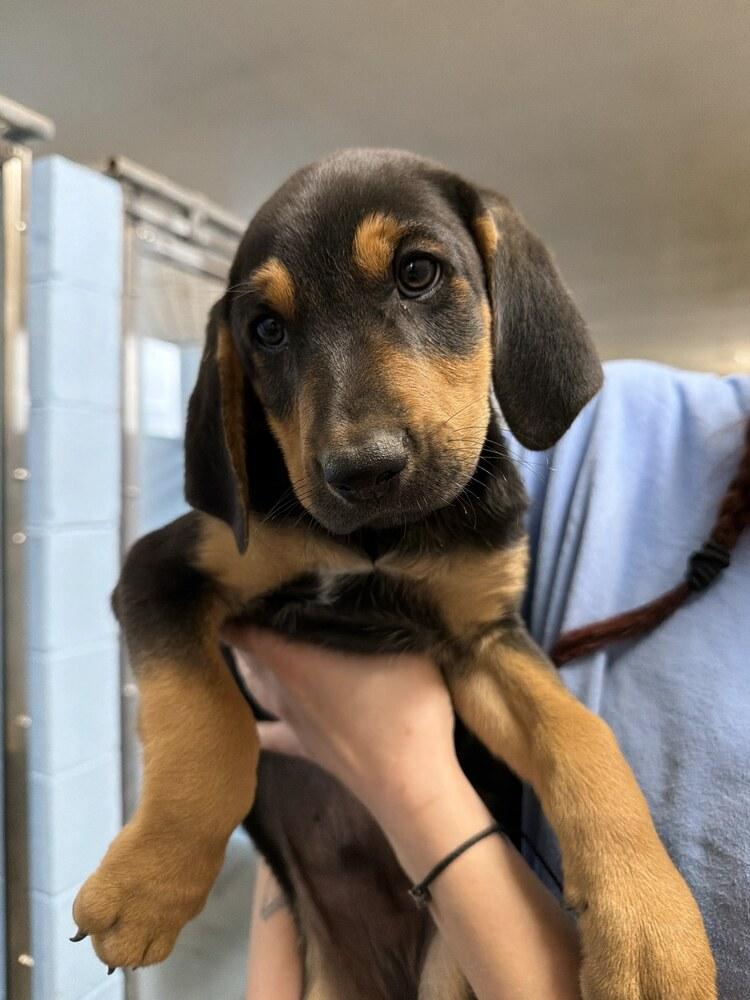 Olaf, Adoptable, Puppy Male Hound & Australian Shepherd.
