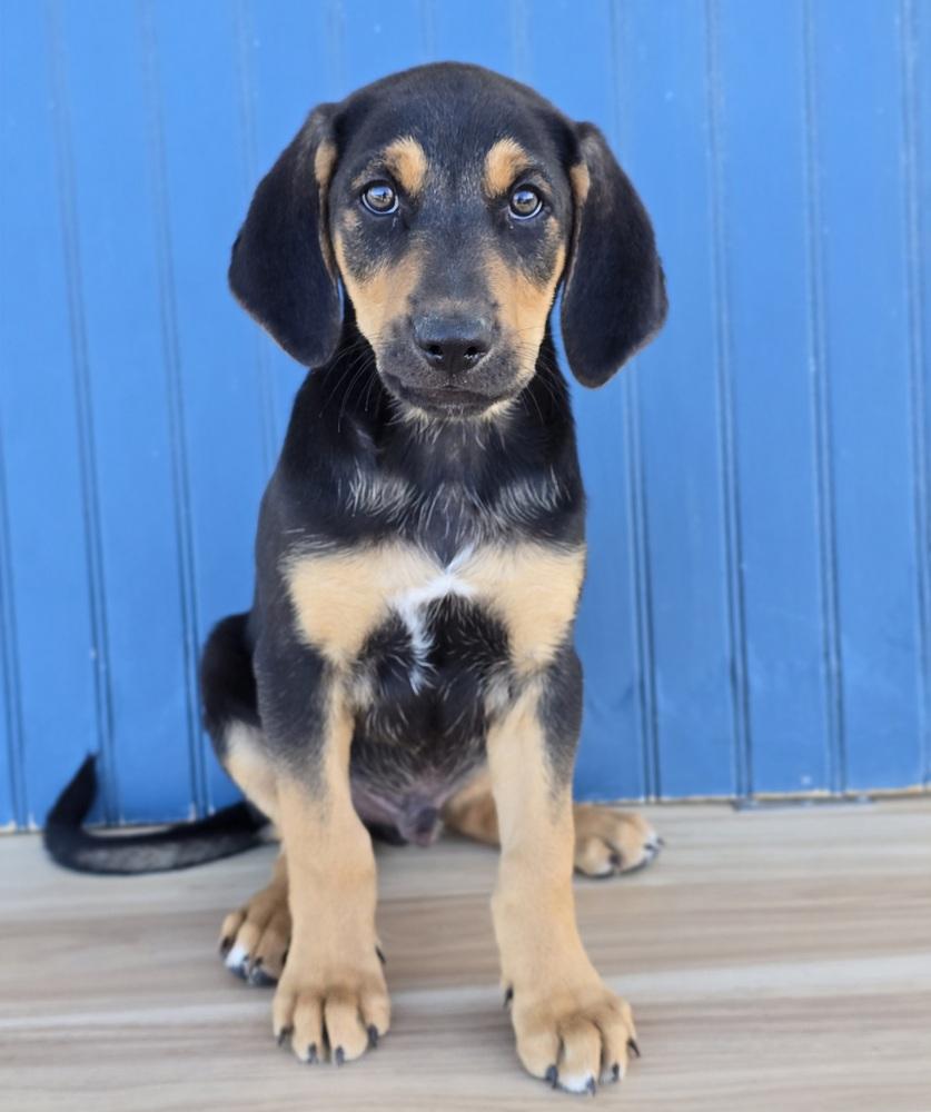 Enlarge Olaf, a Adopted mixed breed in Sedalia, CO image 2/3