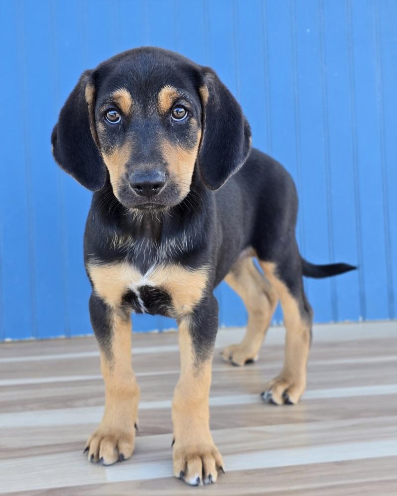 Enlarge Olaf, a Adopted mixed breed in Sedalia, CO image 3/3