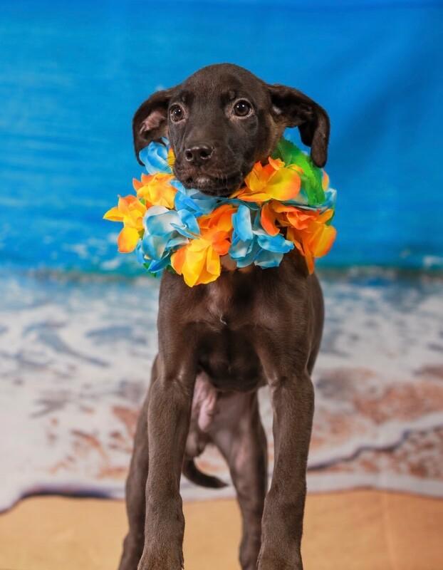Enlarge Banksy, a Adoptable mixed breed in Van Nuys, CA image 1/6