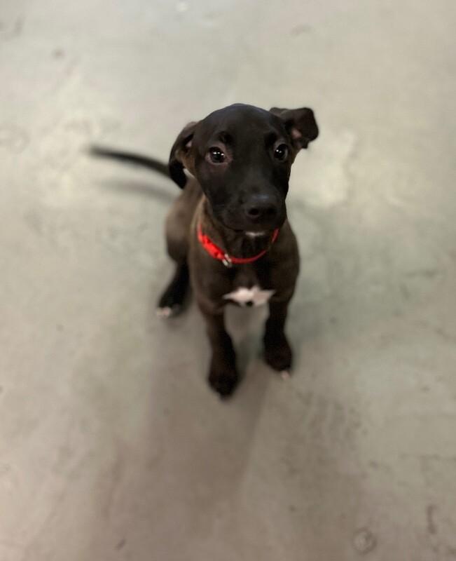 Enlarge Banksy, a Adoptable mixed breed in Van Nuys, CA image 2/6