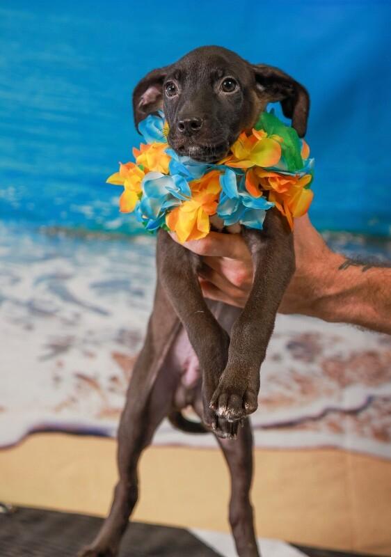 Enlarge Banksy, a Adoptable mixed breed in Van Nuys, CA image 3/6