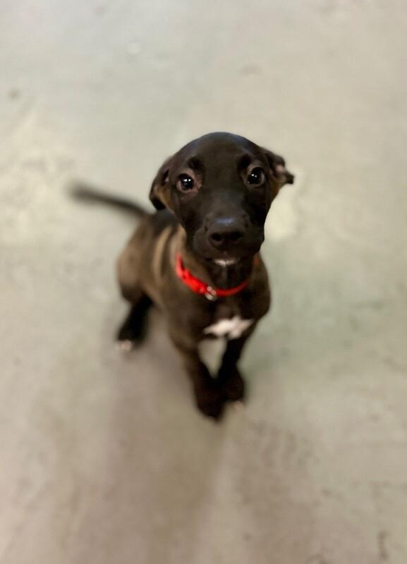 Enlarge Banksy, a Adoptable mixed breed in Van Nuys, CA image 4/6