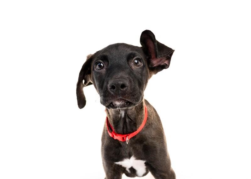 Enlarge Banksy, a Adoptable mixed breed in Van Nuys, CA image 5/6