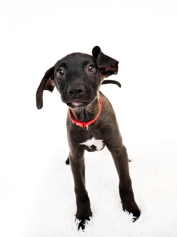 Enlarge Banksy, a Adoptable mixed breed in Van Nuys, CA image 6/6