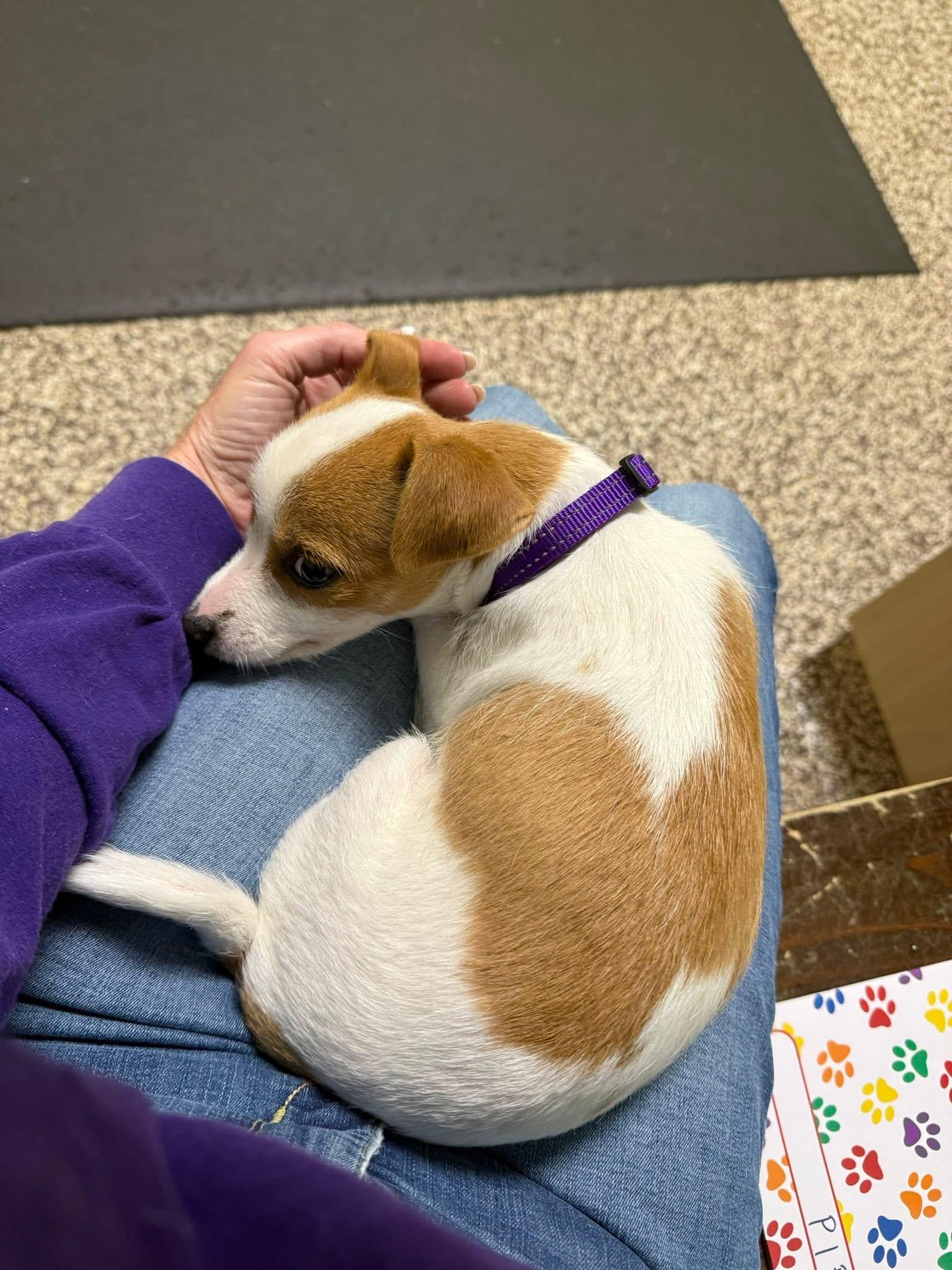 Enlarge Pip , an adopted mixed breed in Blanch, NC image 2/3