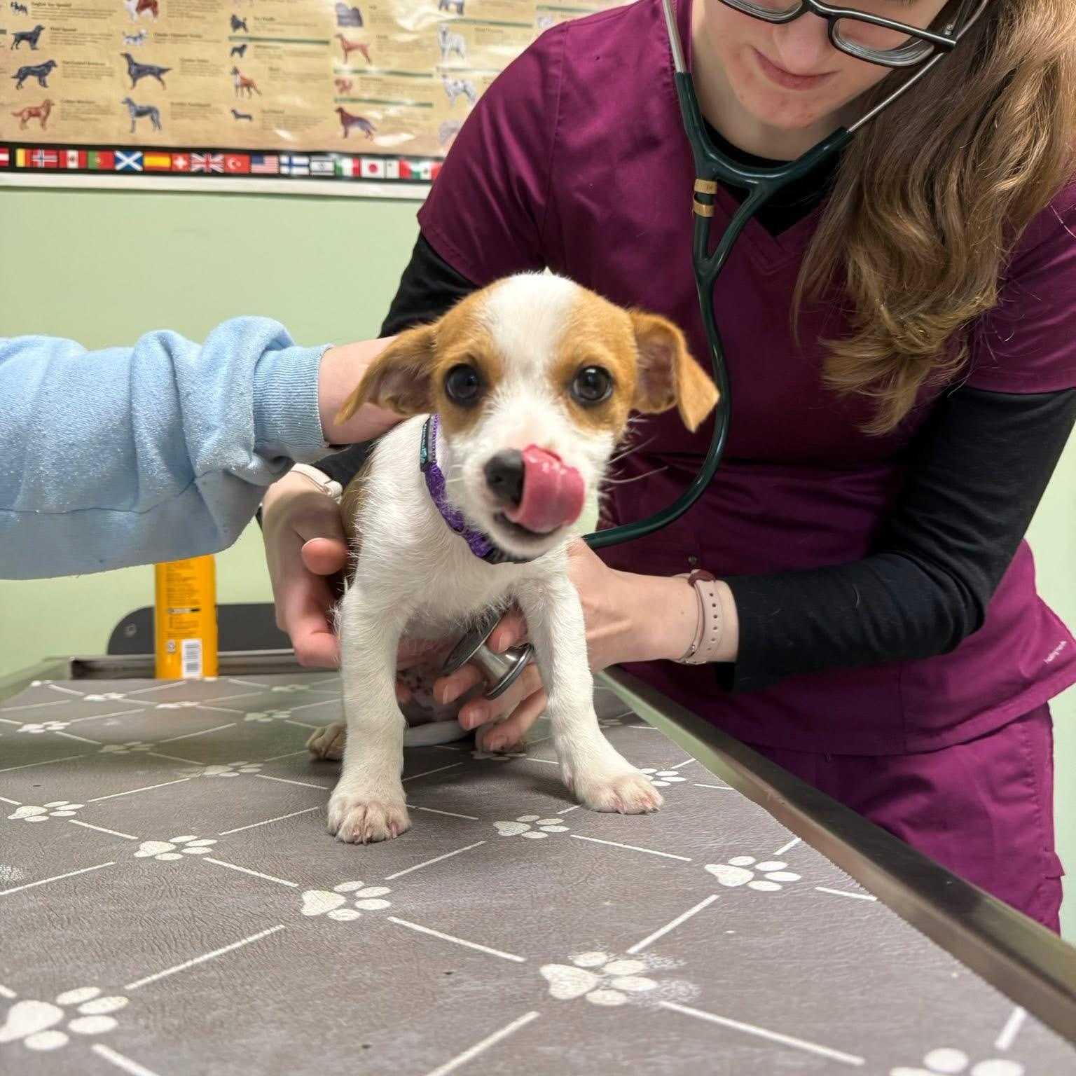 Enlarge Pip , an adopted mixed breed in Blanch, NC image 3/3